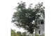 A sacred Tree behind Anekal Center